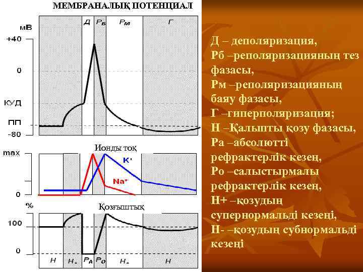 МЕМБРАНАЛЫҚ ПОТЕНЦИАЛ Ионды тоқ Қозғыштық Д – деполяризация, Рб –реполяризацияның тез фазасы, Рм –реполяризацияның
