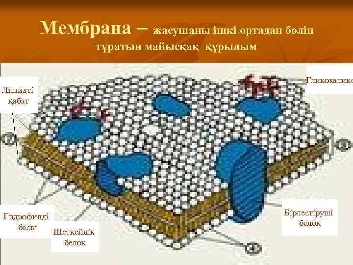 Биологиялық мембраналар презентация