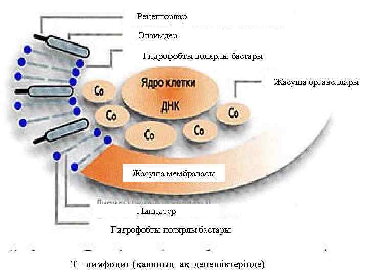 Рецепторлар Энзимдер Гидрофобты полярлы бастары Жасуша органеллары Жасуша мембранасы Липидтер Гидрофобты полярлы бастары Т