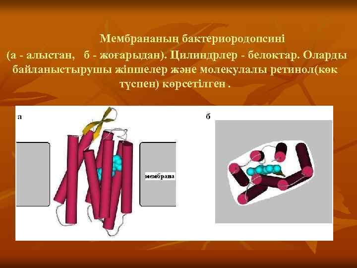  Мембрананың бактериородопсині (а - алыстан, б - жоғарыдан). Цилиндрлер - белоктар. Оларды байланыстырушы