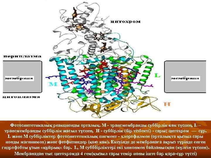 Фотосинтетикалық реакционды орталық. М - трансмембранды суббірлік көк түспен, L – трансмембранды суббірлік жасыл
