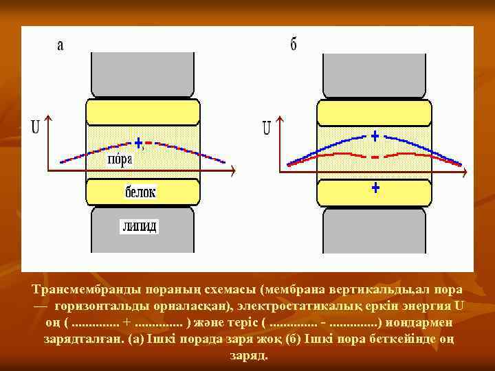 Трансмембранды пораның схемасы (мембрана вертикальды, ал пора — горизонтальды орналасқан), электростатикалық еркін энергия U
