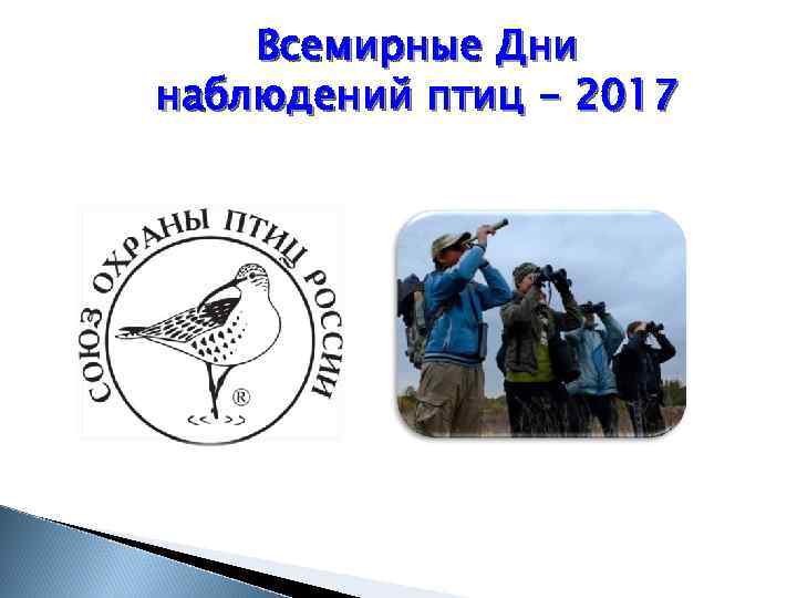 Всемирные Дни наблюдений птиц - 2017 