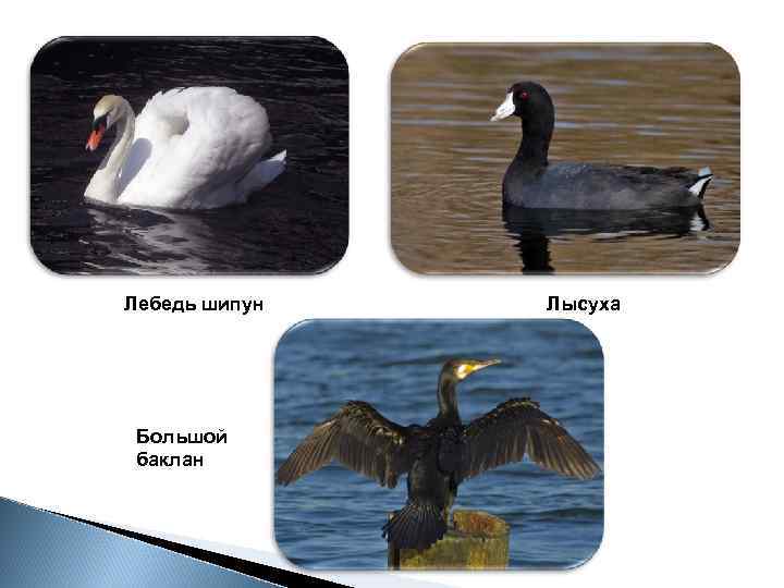 Лебедь шипун Большой баклан Лысуха 