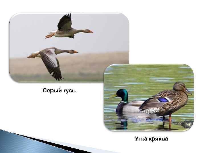 Серый гусь Утка кряква 