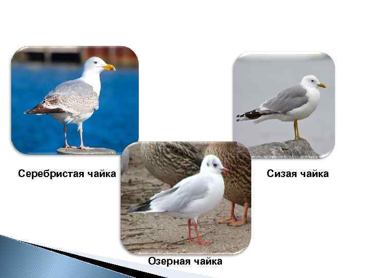 Серебристая чайка Сизая чайка Озерная чайка 