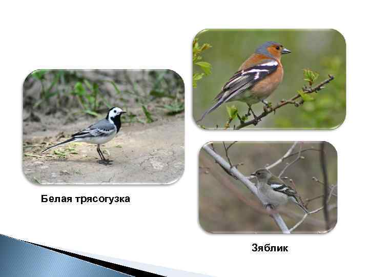 Белая трясогузка Зяблик 