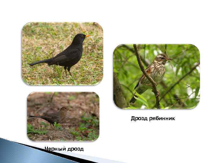 Дрозд рябинник Черный дрозд 