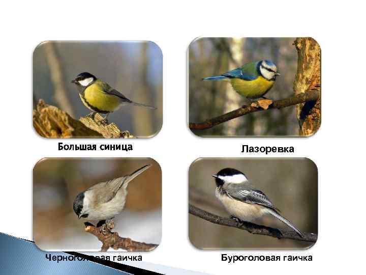 Большая синица Лазоревка Черноголовая гаичка Буроголовая гаичка 