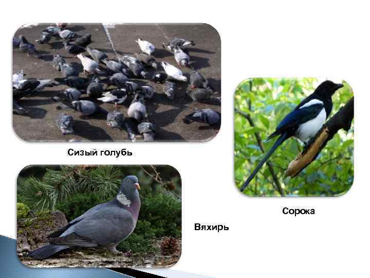 Сизый голубь Сорока Вяхирь 