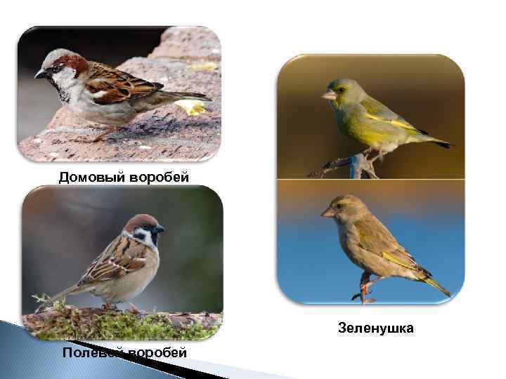 Домовый воробей Зеленушка Полевой воробей 