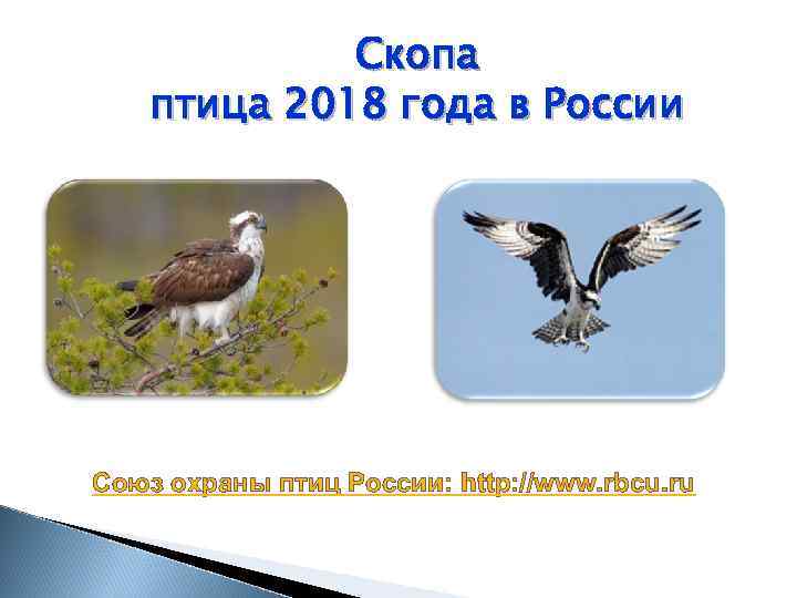 Скопа птица 2018 года в России Союз охраны птиц России: http: //www. rbcu. ru