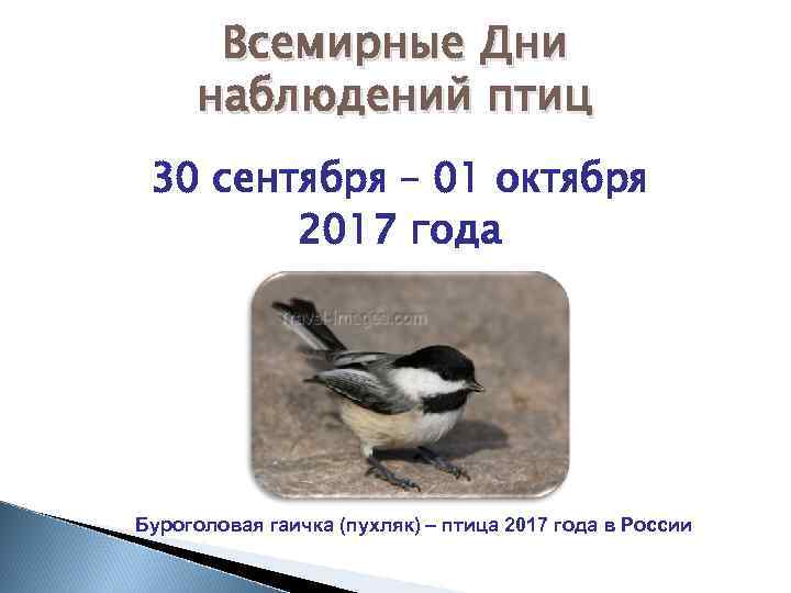 Всемирные Дни наблюдений птиц 30 сентября – 01 октября 2017 года Буроголовая гаичка (пухляк)