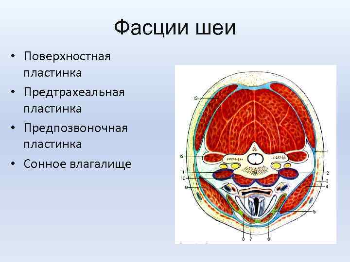Фасции шеи • Поверхностная пластинка • Предтрахеальная пластинка • Предпозвоночная пластинка • Сонное влагалище