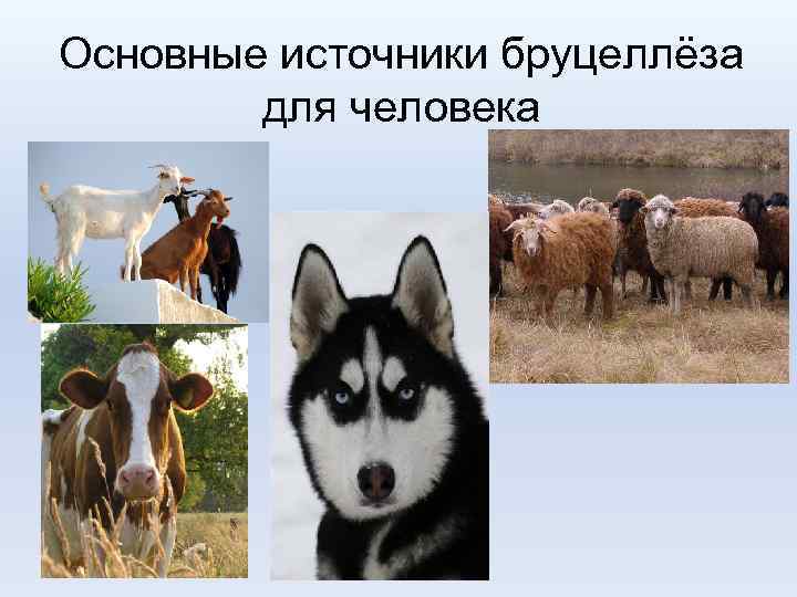 Основные источники бруцеллёза для человека 