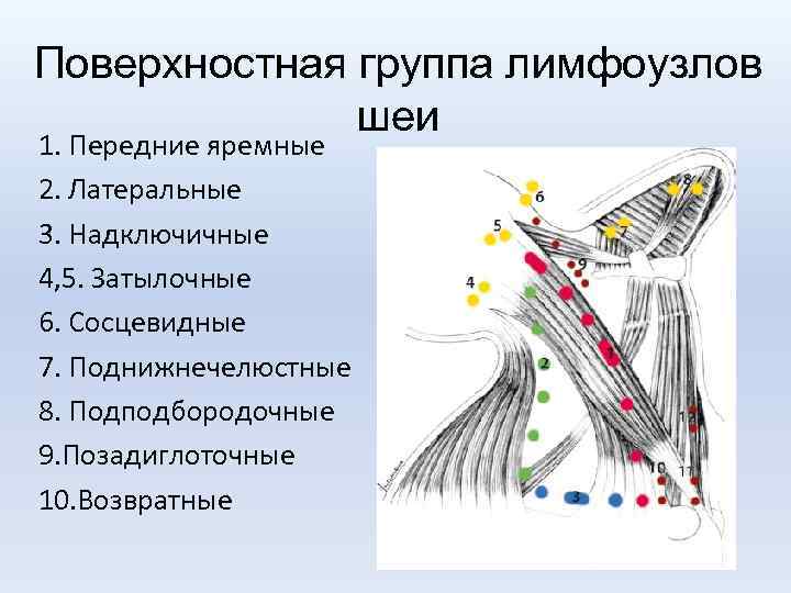 Лимфоузлы шеи схема группы