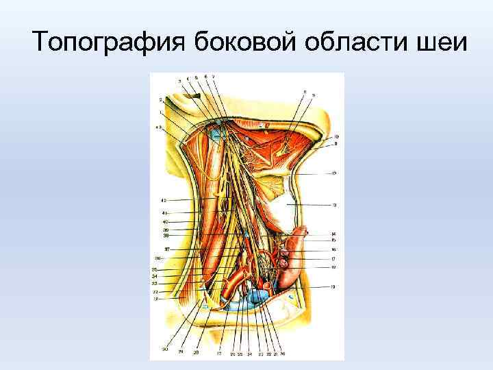 Топография боковой области шеи 