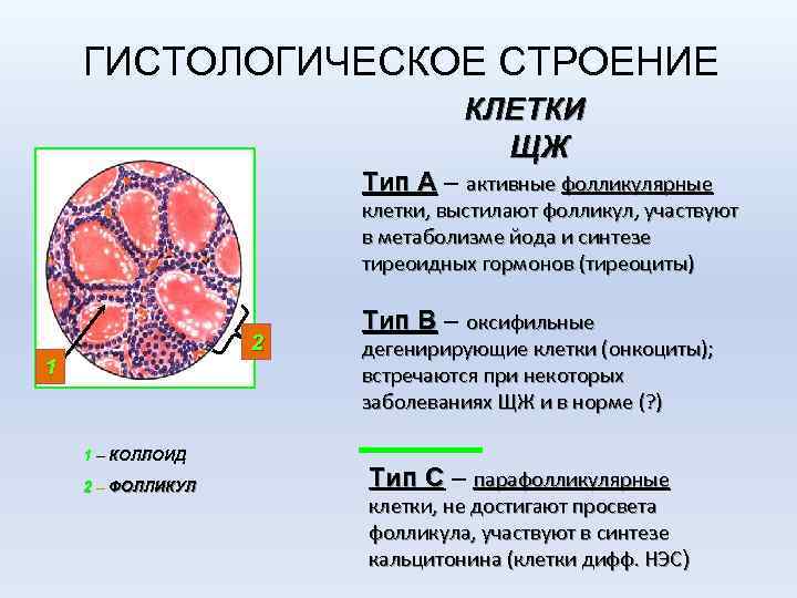 ГИСТОЛОГИЧЕСКОЕ СТРОЕНИЕ КЛЕТКИ ЩЖ Тип А – активные фолликулярные клетки, выстилают фолликул, участвуют в