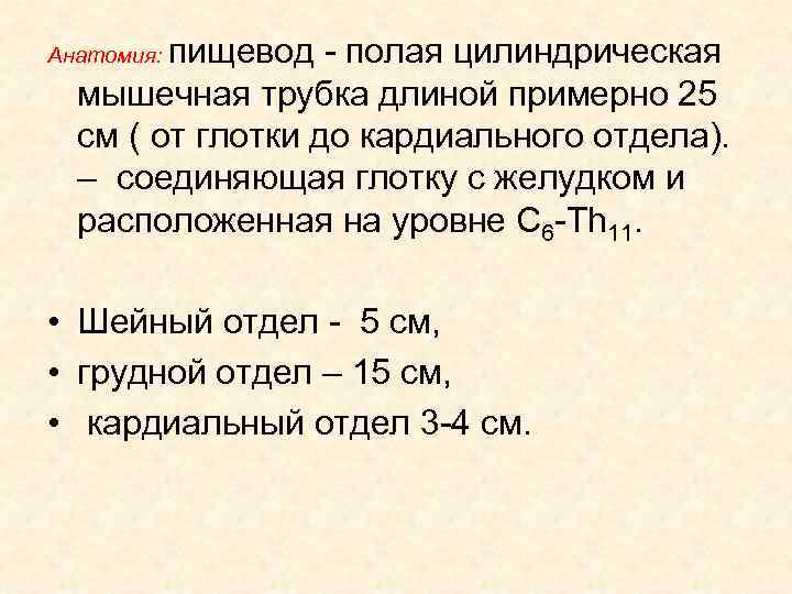 пищевод - полая цилиндрическая мышечная трубка длиной примерно 25 см ( от глотки до