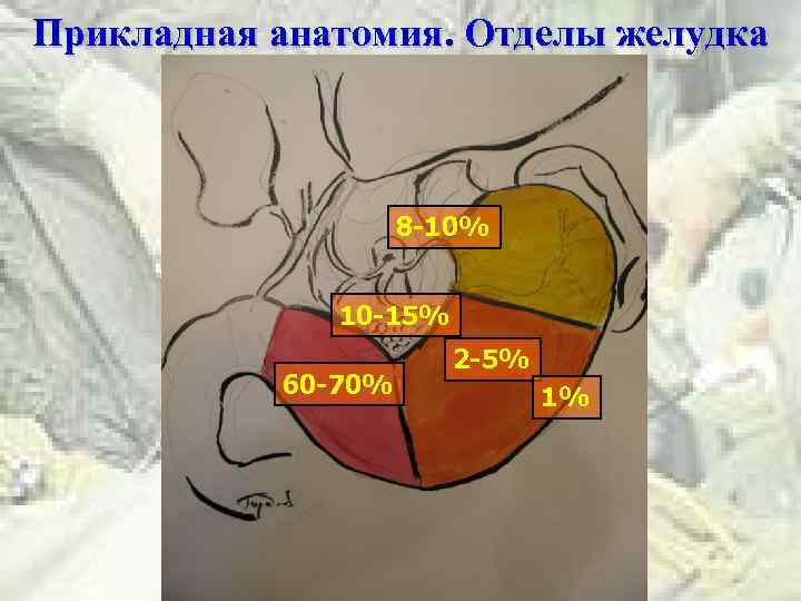 Прикладная анатомия. Отделы желудка 8 -10% 10 -15% 60 -70% 2 -5% 1% 