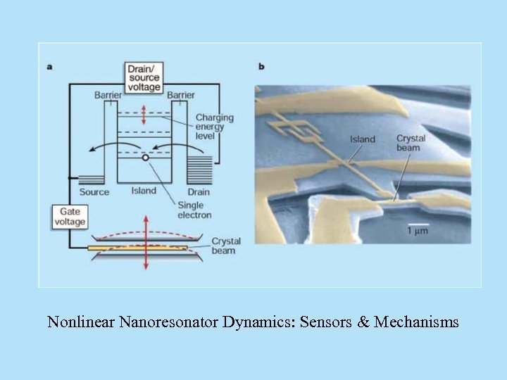 Nonlinear Nanoresonator Dynamics: Sensors & Mechanisms 