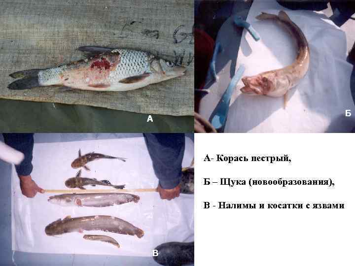 Б А А- Корась пестрый, Б – Щука (новообразования), В - Налимы и косатки