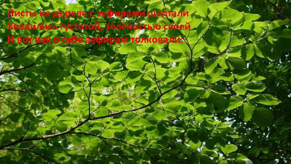 Листы на дереве с зефирами шептали Хвалились густотой, зелёностью своей И вот как о
