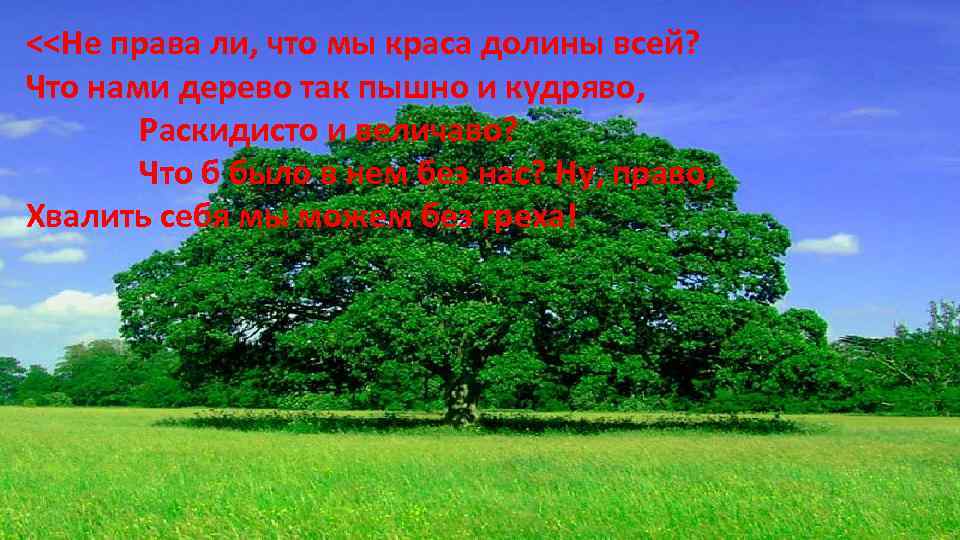 <<Не права ли, что мы краса долины всей? Что нами дерево так пышно и