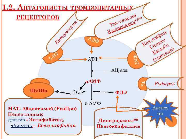 1. 2. АНТАГОНИСТЫ ТРОМБОЦИТАРНЫХ н иди */** п кло грел Ти до и лоп