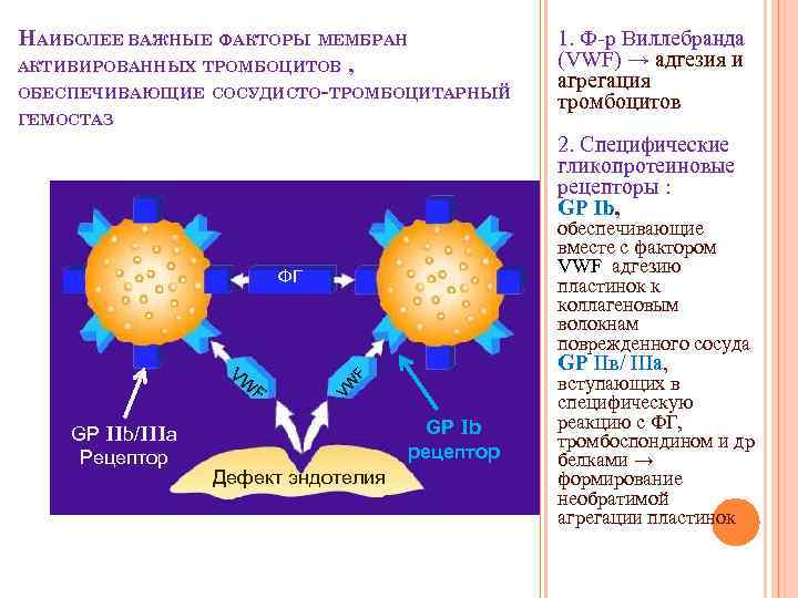 НАИБОЛЕЕ ВАЖНЫЕ ФАКТОРЫ МЕМБРАН АКТИВИРОВАННЫХ ТРОМБОЦИТОВ , ОБЕСПЕЧИВАЮЩИЕ СОСУДИСТО-ТРОМБОЦИТАРНЫЙ ГЕМОСТАЗ 1. Ф-р Виллебранда (VWF)