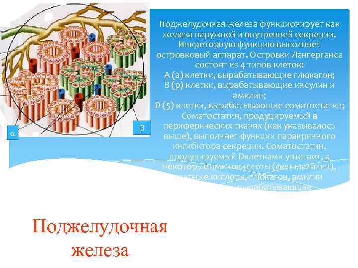  Поджелудочная железа функционирует как железа наружной и внутренней секреции. Инкреторную функцию выполняет островковый