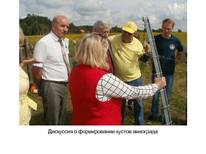 Дискуссия о формировании кустов винограда 