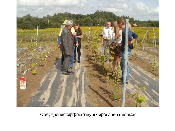 Обсуждение эффекта мульчирования плёнкой 