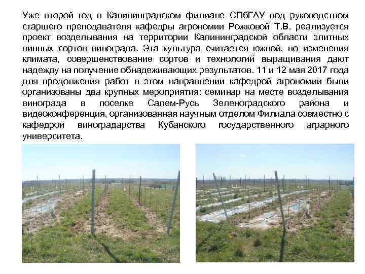 Уже второй год в Калининградском филиале СПб. ГАУ под руководством старшего преподавателя кафедры агрономии
