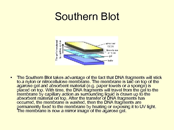 Southern Blot • The Southern Blot takes advantage of the fact that DNA fragments