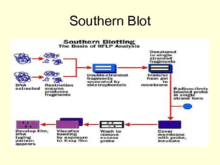 Southern Blot 
