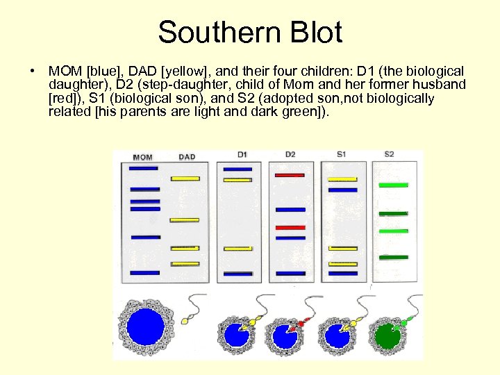 Southern Blot • MOM [blue], DAD [yellow], and their four children: D 1 (the