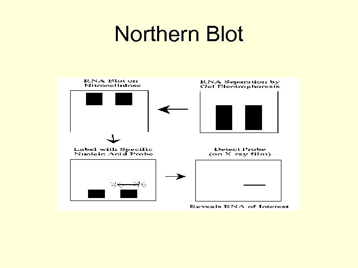 Northern Blot 