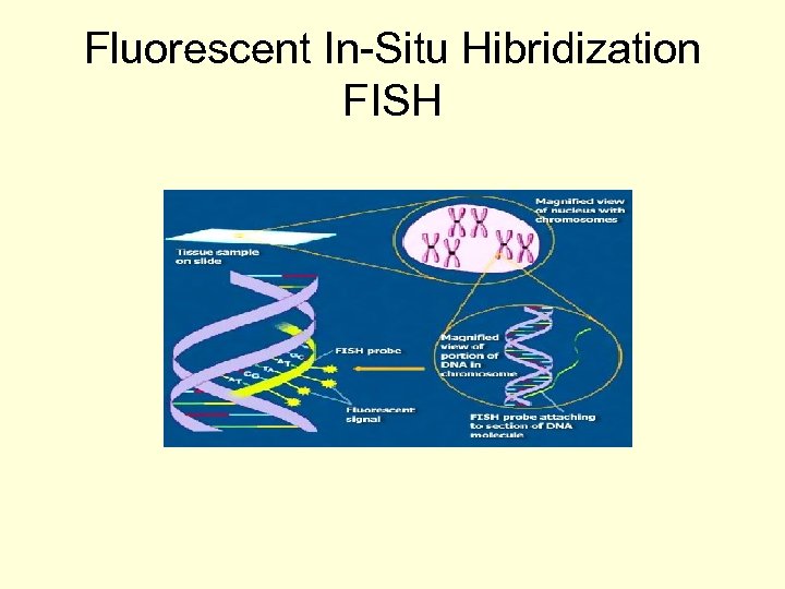 Fluorescent In-Situ Hibridization FISH 