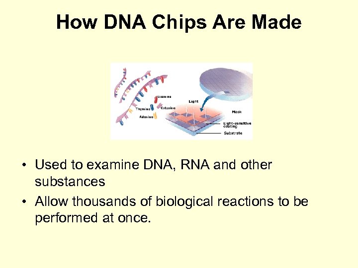 How DNA Chips Are Made • Used to examine DNA, RNA and other substances