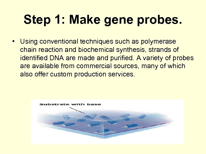 Step 1: Make gene probes. • Using conventional techniques such as polymerase chain reaction