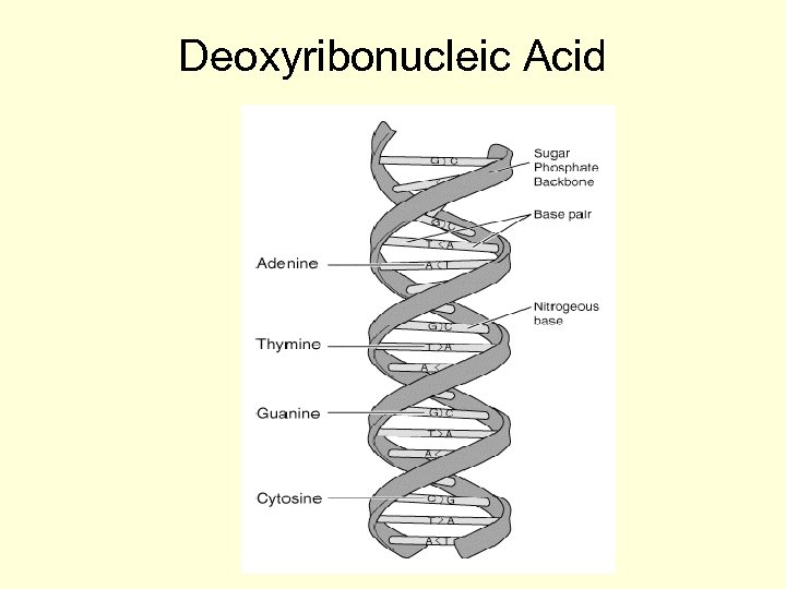 Deoxyribonucleic Acid 