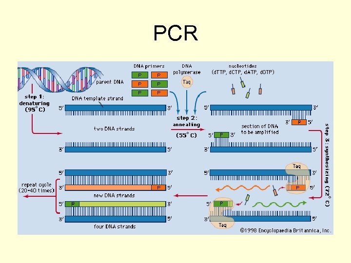 PCR 