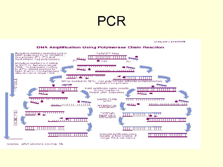PCR 