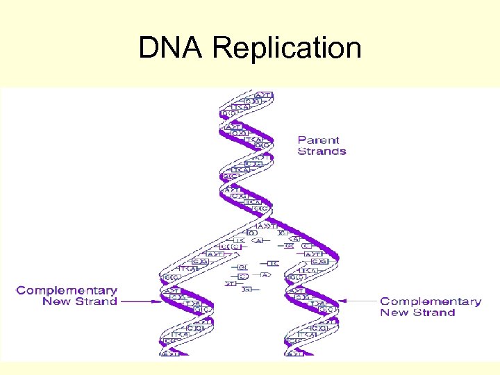 DNA Replication 