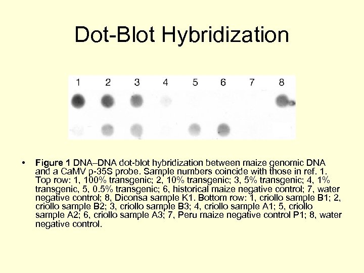 Dot-Blot Hybridization • Figure 1 DNA–DNA dot-blot hybridization between maize genomic DNA and a