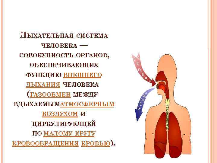 ДЫХАТЕЛЬНАЯ СИСТЕМА ЧЕЛОВЕКА — СОВОКУПНОСТЬ ОРГАНОВ, ОБЕСПЕЧИВАЮЩИХ ФУНКЦИЮ ВНЕШНЕГО ДЫХАНИЯ ЧЕЛОВЕКА (ГАЗООБМЕН МЕЖДУ ВДЫХАЕМЫМАТМОСФЕРНЫМ