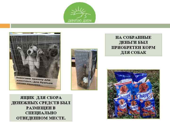 НА СОБРАННЫЕ ДЕНЬГИ БЫЛ ПРИОБРЕТЕН КОРМ ДЛЯ СОБАК ЯЩИК ДЛЯ СБОРА ДЕНЕЖНЫХ СРЕДСТВ БЫЛ
