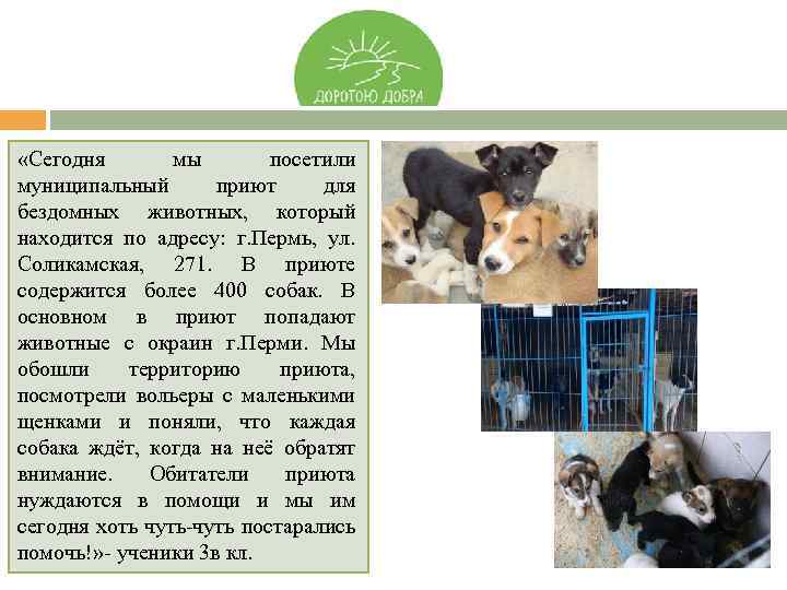  «Сегодня мы посетили муниципальный приют для бездомных животных, который находится по адресу: г.