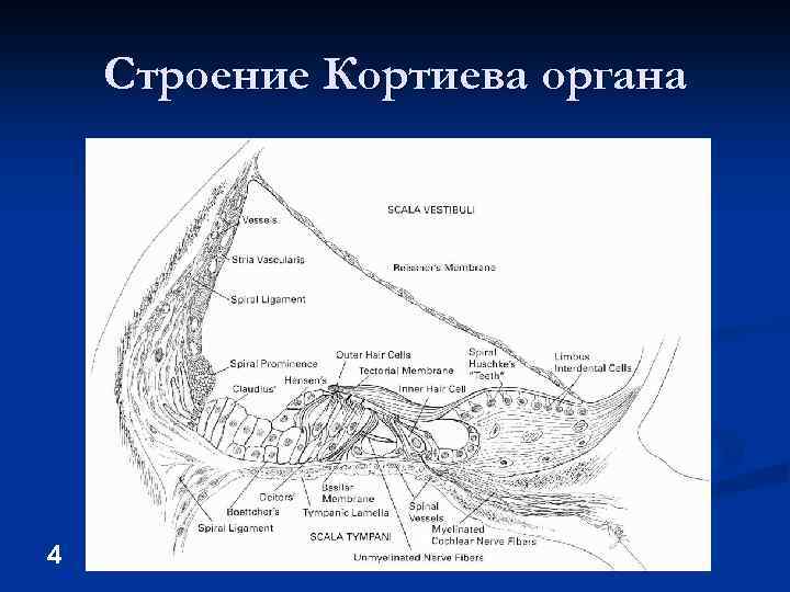 Что воспримут изображенные на рисунке под номером 3 рецепторные клетки кортиева органа